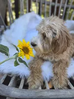 Strawberry Pie, a female Cavapoo and Poodle - Toy  for sale in Los Angeles, CA – 3 of 4