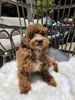 Gigi, a female Cavapoo and Poodle - Toy  for sale in Los Angeles, CA – 2 of 3