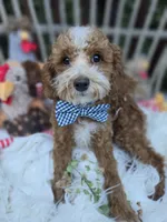 Ranger, a male Cavapoo for sale in Los Angeles, CA – 1 of 3