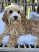 Strawberry Pie, a female Cavapoo and Poodle - Toy  for sale in Los Angeles, CA – 2 of 4