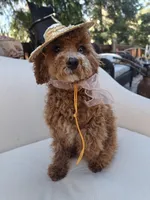 Paprika , a female Cavapoo and Poodle - Toy  for sale in Los Angeles, CA – Photo 2 of 2