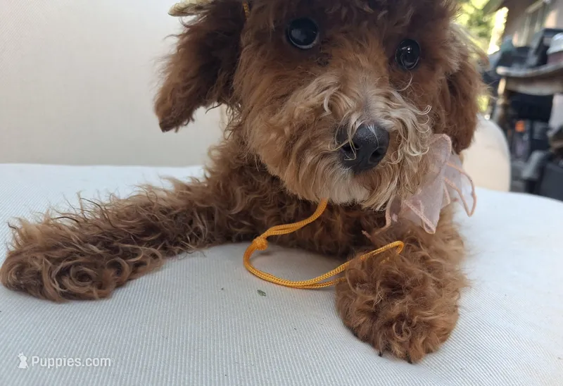 Paprika , a female Cavapoo and Poodle - Toy  for sale in Los Angeles, CA – Photo 1 of 2