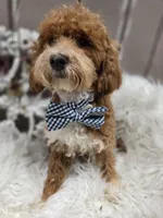 Griff, a male Cavapoo for sale in Los Angeles, CA – 3 of 3