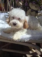 Rupert, a male Cavapoo and Goldendoodle for sale in Los Angeles, CA – Photo 3 of 3