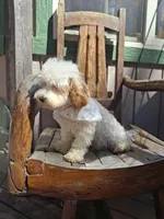 Rupert, a male Cavapoo and Goldendoodle for sale in Los Angeles, CA – Photo 2 of 3