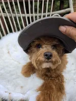 Tucker the Trucker , a male Cavapoo and Poodle - Toy  for sale in Los Angeles, CA – 2 of 3