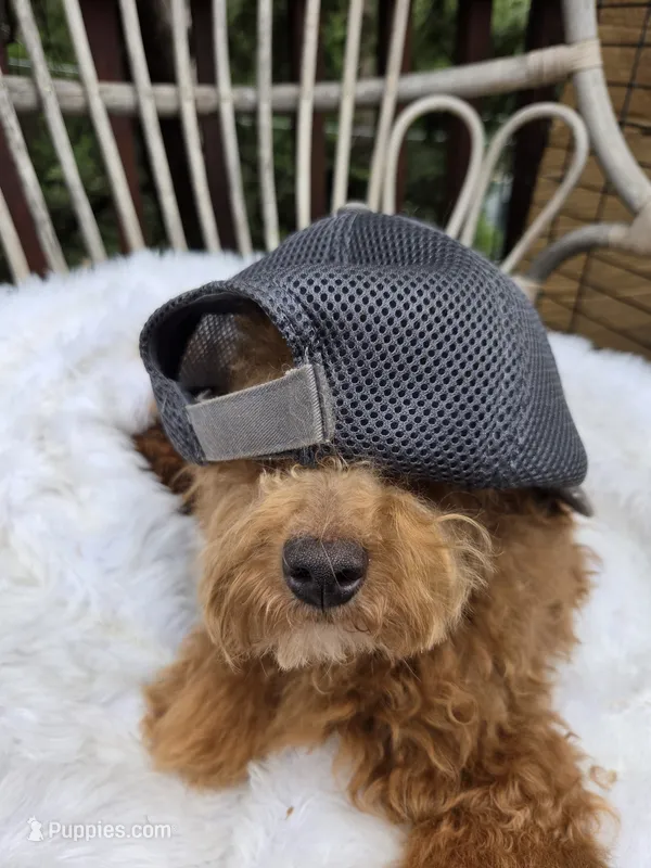 Tucker the Trucker  – Cavapoo, Poodle - Toy  puppy for sale in Los Angeles, CA
