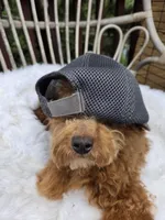 Tucker the Trucker , a male Cavapoo and Poodle - Toy  for sale in Los Angeles, CA – 1 of 3