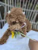 Stormy, a female Cavapoo and Poodle - Toy  for sale in Los Angeles, CA – 6 of 6