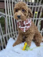 Stormy, a female Cavapoo and Poodle - Toy  for sale in Los Angeles, CA – 4 of 6