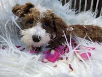Bella , a female Cavapoo for sale in Los Angeles, CA – 3 of 3