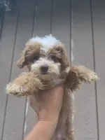 Lily, a female Cavapoo for sale in Los Angeles, CA – 2 of 4