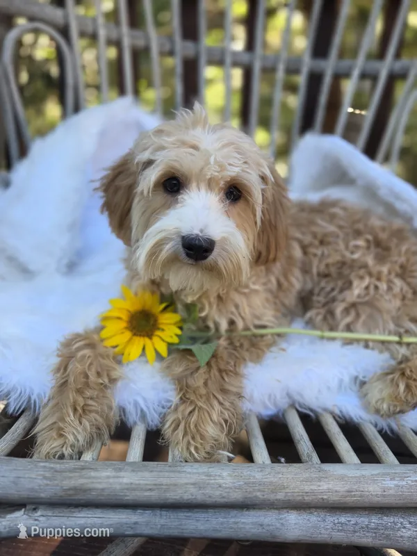 Strawberry Pie – Cavapoo, Poodle - Toy  puppy for sale in Los Angeles, CA