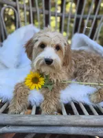 Strawberry Pie, a female Cavapoo and Poodle - Toy  for sale in Los Angeles, CA – 1 of 4