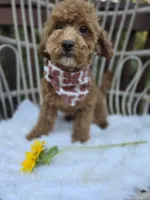 Stormy, a female Cavapoo and Poodle - Toy  for sale in Los Angeles, CA – 3 of 6