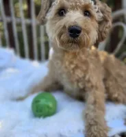 Milo, a male Cavapoo and Poodle - Toy  for sale in Los Angeles, CA – 3 of 4