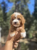 Mini Cosmo, a male Goldendoodle and Poodle - Toy  for sale in Los Angeles, CA – Photo 5 of 7