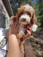 Mini Cosmo, a male Goldendoodle and Poodle - Toy  for sale in Los Angeles, CA – Photo 1 of 7