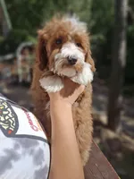Mini Cosmo, a male Goldendoodle and Poodle - Toy  for sale in Los Angeles, CA – Photo 7 of 7