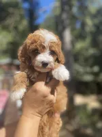 Mini Cosmo, a male Goldendoodle and Poodle - Toy  for sale in Los Angeles, CA – Photo 2 of 7