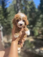 Mini Cosmo, a male Goldendoodle and Poodle - Toy  for sale in Los Angeles, CA – Photo 4 of 7