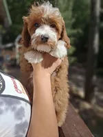 Mini Cosmo, a male Goldendoodle and Poodle - Toy  for sale in Los Angeles, CA – Photo 3 of 7