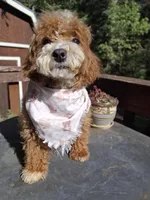 Clover, a male Cavapoo for sale in Los Angeles, CA – 5 of 5