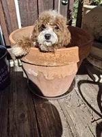 Clover, a male Cavapoo for sale in Los Angeles, CA – 2 of 5