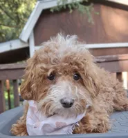 Thyme, a male Cavapoo for sale in Los Angeles, CA – Photo 2 of 2