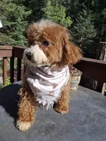 Clover, a male Cavapoo for sale in Los Angeles, CA – 3 of 5