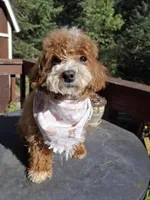 Clover, a male Cavapoo for sale in Los Angeles, CA – 4 of 5