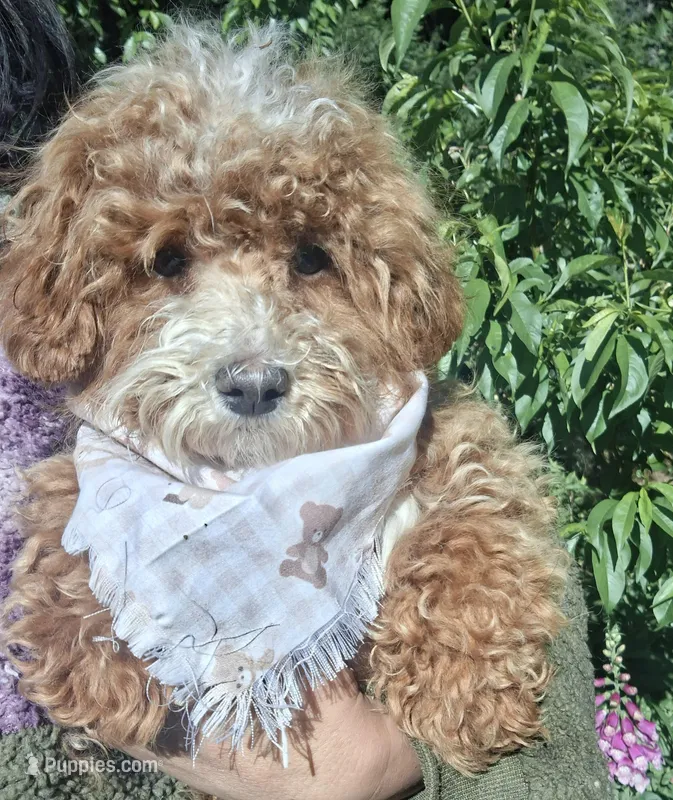 Thyme, a male Cavapoo for sale in Los Angeles, CA – Photo 1 of 2