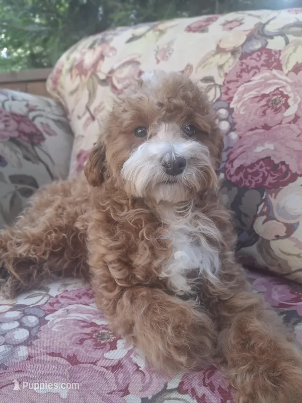 Thyme – Cavapoo puppy for sale in Los Angeles, CA