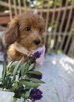 Bailey , a female Cavapoo for sale in Los Angeles, CA – 2 of 4