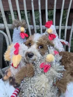 Ranger, a male Cavapoo for sale in Los Angeles, CA – 3 of 3