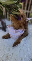 Bailey , a female Cavapoo for sale in Los Angeles, CA – 3 of 4