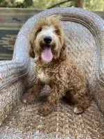 Male 1, a male Cavapoo and Cavalier King Charles Spaniel for sale in Los Angeles, CA – Photo 2 of 3