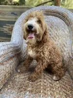 Male 1, a male Cavapoo and Cavalier King Charles Spaniel for sale in Los Angeles, CA – Photo 3 of 3