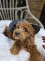 Tucker the Trucker , a male Cavapoo and Poodle - Toy  for sale in Los Angeles, CA – 3 of 3