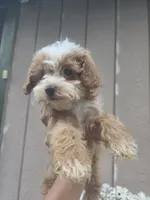 Lily, a female Cavapoo for sale in Los Angeles, CA – 4 of 4