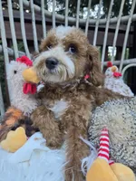 Ranger, a male Cavapoo for sale in Los Angeles, CA – 2 of 3