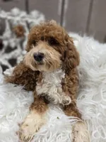 Griff, a male Cavapoo for sale in Los Angeles, CA – 2 of 3