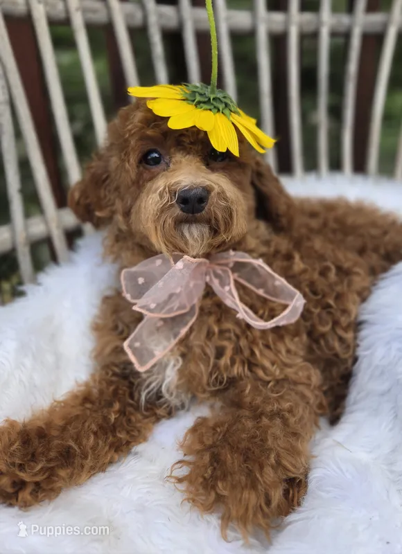 Candy – Cavapoo, Poodle - Toy  puppy for sale in Los Angeles, CA