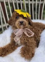Candy, a female Cavapoo and Poodle - Toy  for sale in Los Angeles, CA – 1 of 4