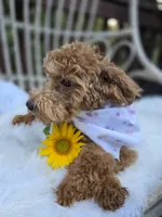 Tweety, a female Cavapoo and Poodle - Toy  for sale in Los Angeles, CA – 2 of 4