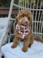 Stormy, a female Cavapoo and Poodle - Toy  for sale in Los Angeles, CA – 2 of 6