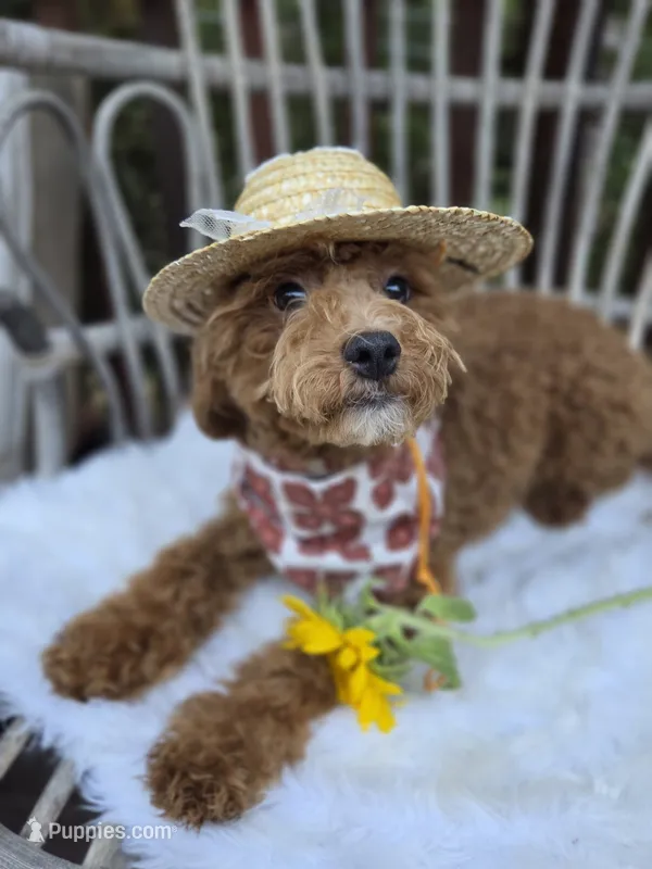 Stormy – Cavapoo, Poodle - Toy  puppy for sale in Los Angeles, CA