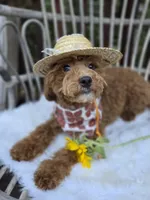 Stormy, a female Cavapoo and Poodle - Toy  for sale in Los Angeles, CA – 1 of 6