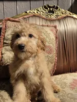 Rosie, a female Cavapoo and Poodle - Toy  for sale in Los Angeles, CA – 2 of 3