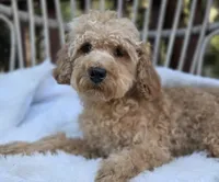 Milo, a male Cavapoo and Poodle - Toy  for sale in Los Angeles, CA – 2 of 4